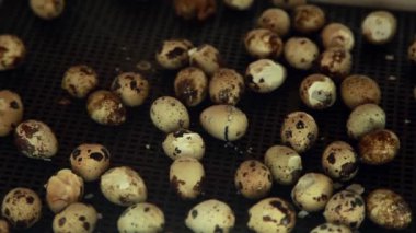 Yumurtadan çıkan bıldırcın yavruları. Kuluçka makinesindeki piliçler. Çiftlikte hayvan yetiştiriyorlar.