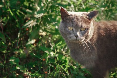 Kedi yeşil çimlerde avlanıyor.