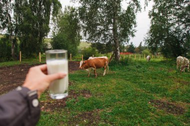 Süt ürünleri. Sağlıklı yiyecek: köy sütü. Bardakta iç..