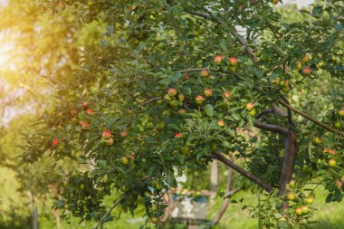 Hasat: Bahçedeki ağaçtaki kırmızı elmalar. Ürünler ihracata hazır. Mevsimlik mal ithalatı.