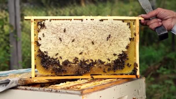 Honing Verzamelen Honingraat Close Bijenteelt Bijen Honingraten Honing — Stockvideo