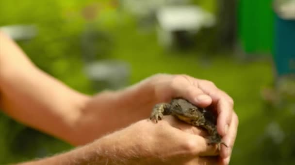 가손에 두꺼비를 개구리의 구조를 연구하는 — 비디오