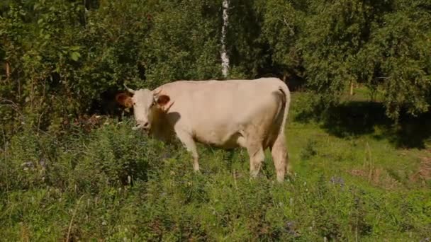 Vaca Pastando Prado Verde Ganado Cuernos Grandes Come Hierba Los — Vídeos de Stock