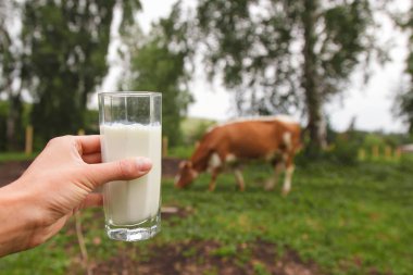 Süt ürünleri. Sağlıklı yiyecek: köy sütü. Bardakta iç..