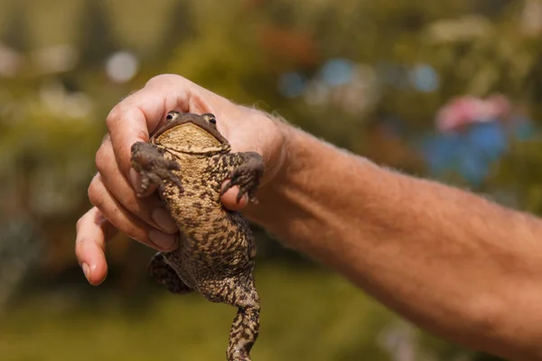 a man holds a toad in his hands. Studying the structure of a frog