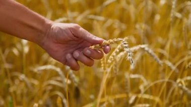 Hasat: Olgun buğday tarlada yetişir. Altın tahıl ve el yakın çekim