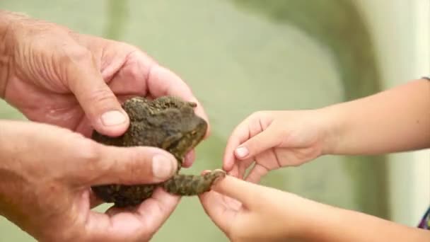 Bir Adam Elinde Bir Kurbağa Tutuyor Bir Kurbağanın Yapısını Incelemek — Stok video
