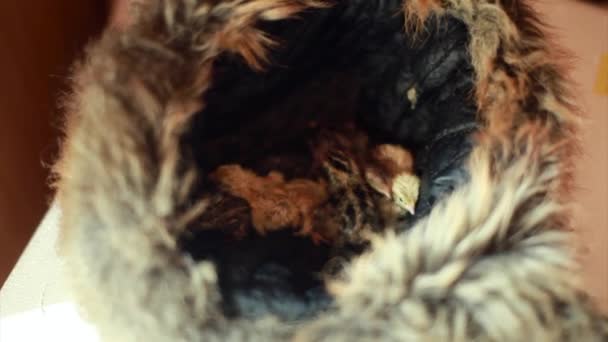从蛋中孵出鹌鹑 小鸡在孵化器里农场内正在繁殖的动物 — 图库视频影像