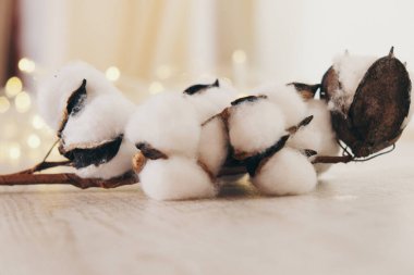 Bir pamuk dalı. Çiçek açan bir bitki. Doğal malzemelerden yapılmış giysiler dikmek için malzeme. Boşluğu beyaz arkaplanda kopyala