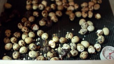Yumurtadan çıkan bıldırcın yavruları. Kuluçka makinesindeki piliçler. Çiftlikte hayvan yetiştiriyorlar.