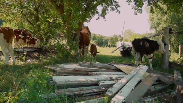 Mucca Pascolo Prato Verde Grande Bestiame Cornuto Mangia Erba Animali — Video Stock