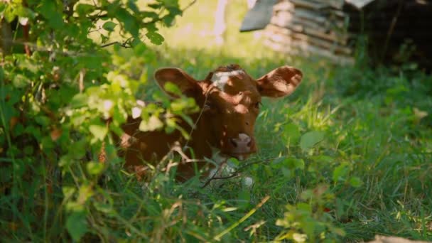 Yeşil Bir Çayırda Otlayan Inek Büyük Boynuzlu Hayvanlar Otları Yiyor — Stok video