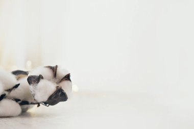 Bir pamuk dalı. Çiçek açan bir bitki. Doğal malzemelerden yapılmış giysiler dikmek için malzeme. Boşluğu beyaz arkaplanda kopyala