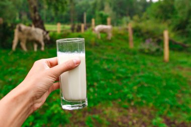 Süt ürünleri. Sağlıklı yiyecek: köy sütü. Bardakta iç..