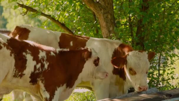 緑の草原で牛の放牧 大きな角のある家畜が草を食べる 動物が接近中 肉製品 自然の中での生活 動物の保護のための組織の概念 — ストック動画