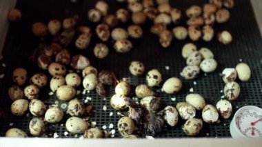 Yumurtadan çıkan bıldırcın yavruları. Kuluçka makinesindeki piliçler. Çiftlikte hayvan yetiştiriyorlar.
