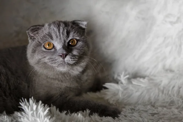 Gato Escocês Sem Orelhas Animal Num Fundo Branco Diversão Para — Fotografia de Stock