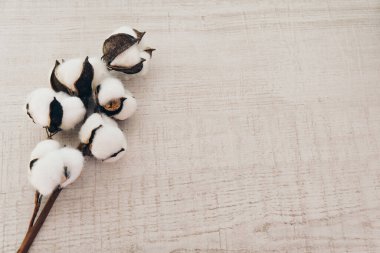 Bir pamuk dalı. Çiçek açan bir bitki. Doğal malzemelerden yapılmış giysiler dikmek için malzeme. Boşluğu beyaz arkaplanda kopyala
