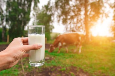 Süt ürünleri. Sağlıklı yiyecek: köy sütü. Bardakta iç..