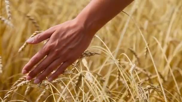 Harvest Ripe Wheat Grows Field Golden Grain Hand Close — Stock Video