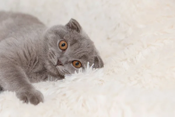 Gato Escocês Sem Orelhas Animal Num Fundo Branco Diversão Para — Fotografia de Stock