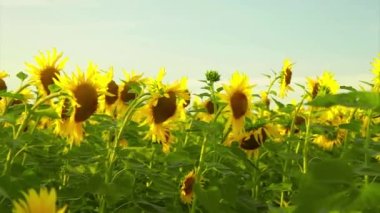 Güzel, büyük, çiçek açmış bir ayçiçeği. Sarı ayçiçeği yaprakları. Yazla ilişkili doğal bir arka plan..