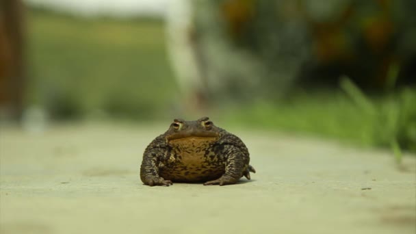 草丛中的棕色大青蛙 — 图库视频影像