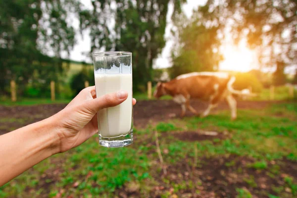 Produkty Mleczne Zdrowe Jedzenie Wiejskie Mleko Pij Szklance — Zdjęcie stockowe