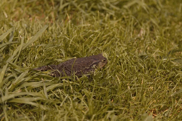草丛中的棕色大青蛙 — 图库照片