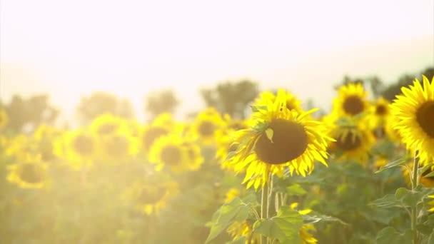 Girassol Lindo Grande Florido Pétalas Girassol Amarelo Fundo Natural Associado — Vídeo de Stock
