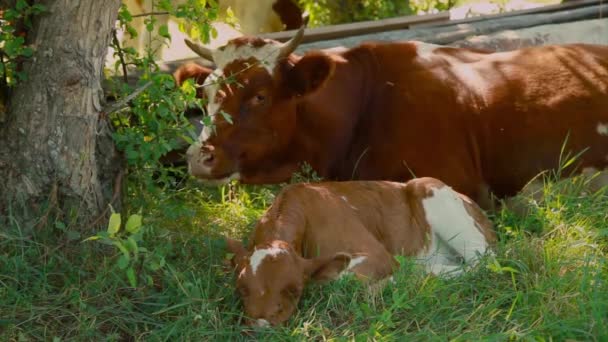 Mucca Pascolo Prato Verde Grande Bestiame Cornuto Mangia Erba Animali — Video Stock
