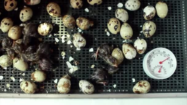 Hatching Quails Eggs Chicks Incubator Breeding Animals Farm — Stock Video