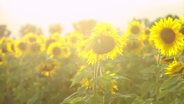 Girassol Lindo Grande Florido Pétalas Girassol Amarelo Fundo Natural Associado — Vídeo de Stock