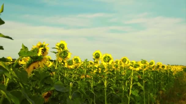 Een Mooie Grote Bloeiende Zonnebloem Gele Zonnebloemblaadjes Een Natuurlijke Achtergrond — Stockvideo