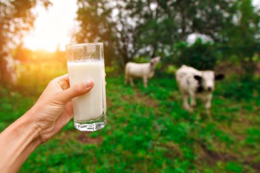 Süt ürünleri. Sağlıklı yiyecek: köy sütü. Bardakta iç..