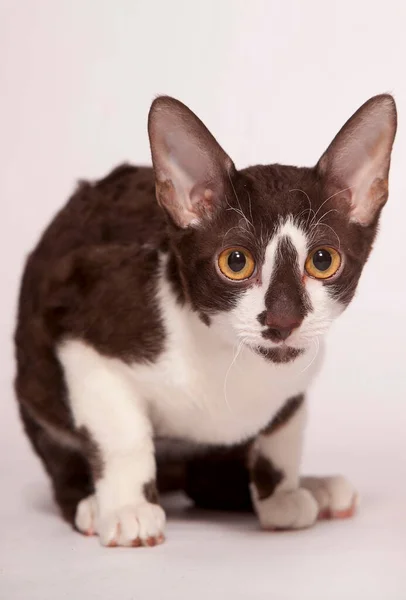 Engraçado Curioso Jovem Branco Marrom Devon Rex Gatinho Sentado Gato — Fotografia de Stock