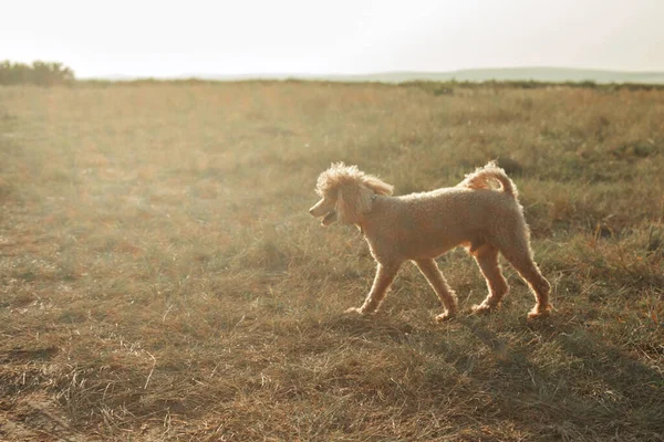 Bir Köpek Bir Adamın Dostudur Köpek Yavrusu Dışarıda — Stok fotoğraf