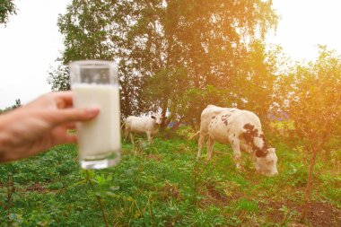 Süt ürünleri. Sağlıklı yiyecek: köy sütü. Bardakta iç..