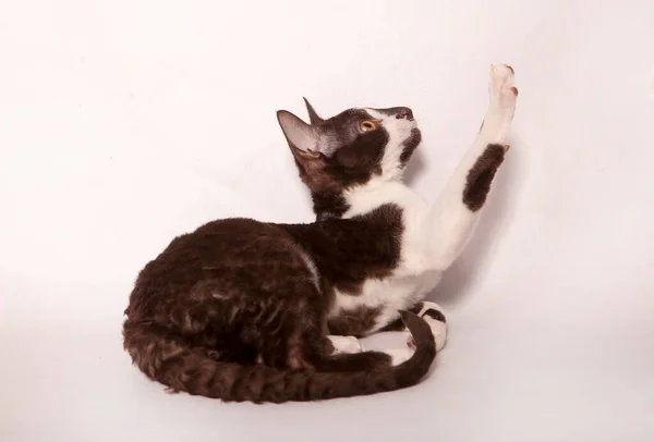 面白い好奇心が強い若い白と茶色のデヴォン レックス キッテン英語の繁殖の短い髪の猫に座って 白い背景に隔離され — ストック写真