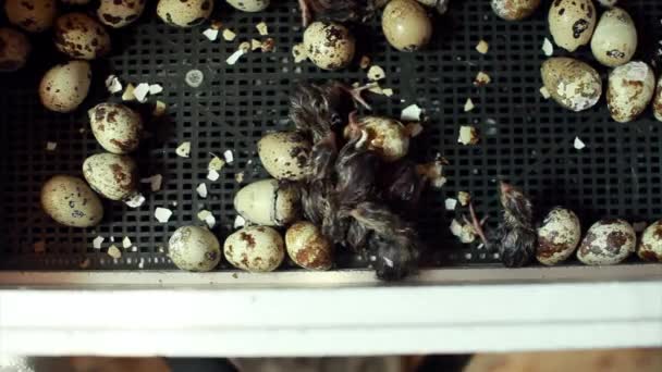 Hatching Quails Eggs Chicks Incubator Breeding Animals Farm — Stock Video