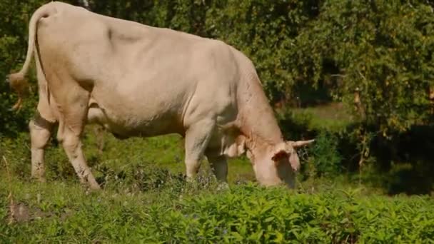 Vaca Pastando Prado Verde Gado Chifre Grande Come Grama Animais — Vídeo de Stock