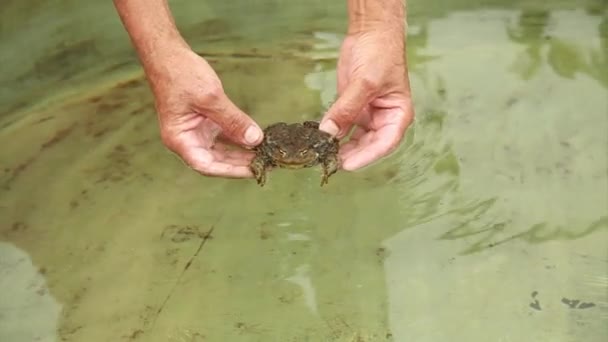 Жаба Плавает Воде Изучение Структуры Лягушки — стоковое видео