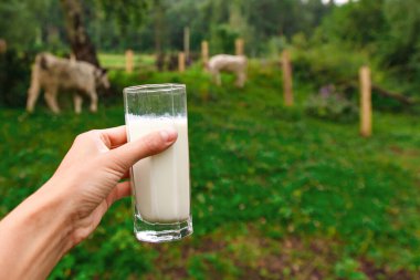 Süt ürünleri. Sağlıklı yiyecek: köy sütü. Bardakta iç..