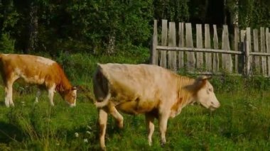 Yeşil bir çayırda otlayan inek. Büyük boynuzlu hayvanlar otları yiyor. Hayvanlar yaklaşıyor. Et ürünleri kavramı, tarım, doğada yaşam, hayvanların korunması için organizasyon.