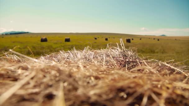 Village Life Harvesting Hay Winter Animal Feed Hay Sheaves Field — Stock Video