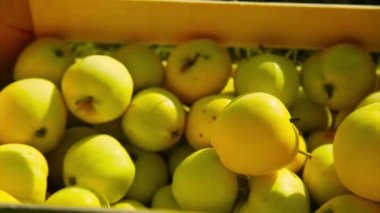 Tahta bir kutuda beyaz elmalar. Ürünler ihracata hazır. Mevsimlik mal ithalatı.