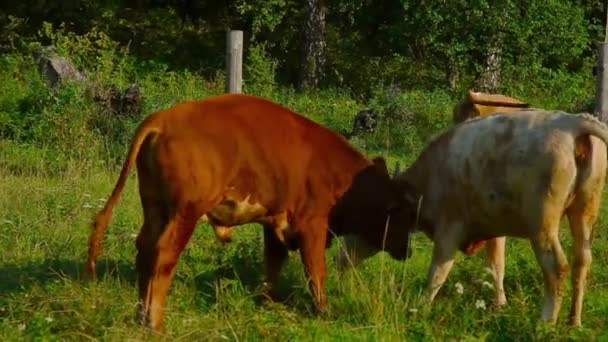 Mucca Pascolo Prato Verde Grande Bestiame Cornuto Mangia Erba Animali — Video Stock