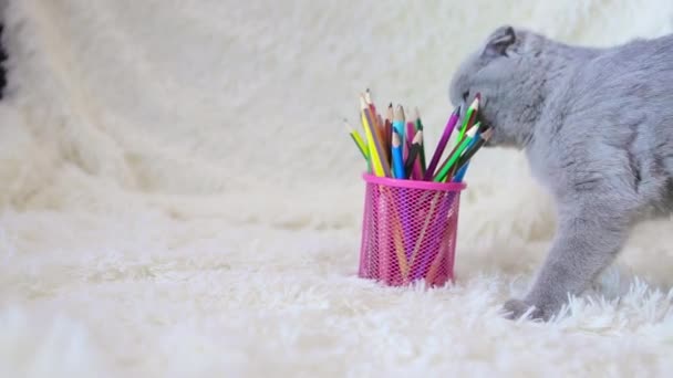 Gato Escocês Lop Eared Mordisca Lápis Coloridos Animal Num Fundo — Vídeo de Stock