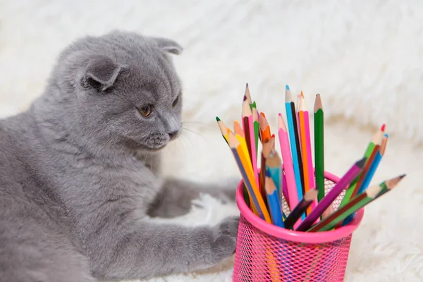 Gato Escocés Orejudo Mordisquea Lápices Colores Animal Sobre Fondo Blanco —  Fotos de Stock