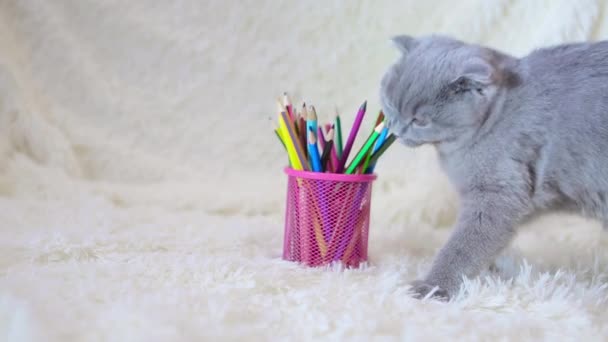 Gato Escocês Lop Eared Mordisca Lápis Coloridos Animal Num Fundo — Vídeo de Stock